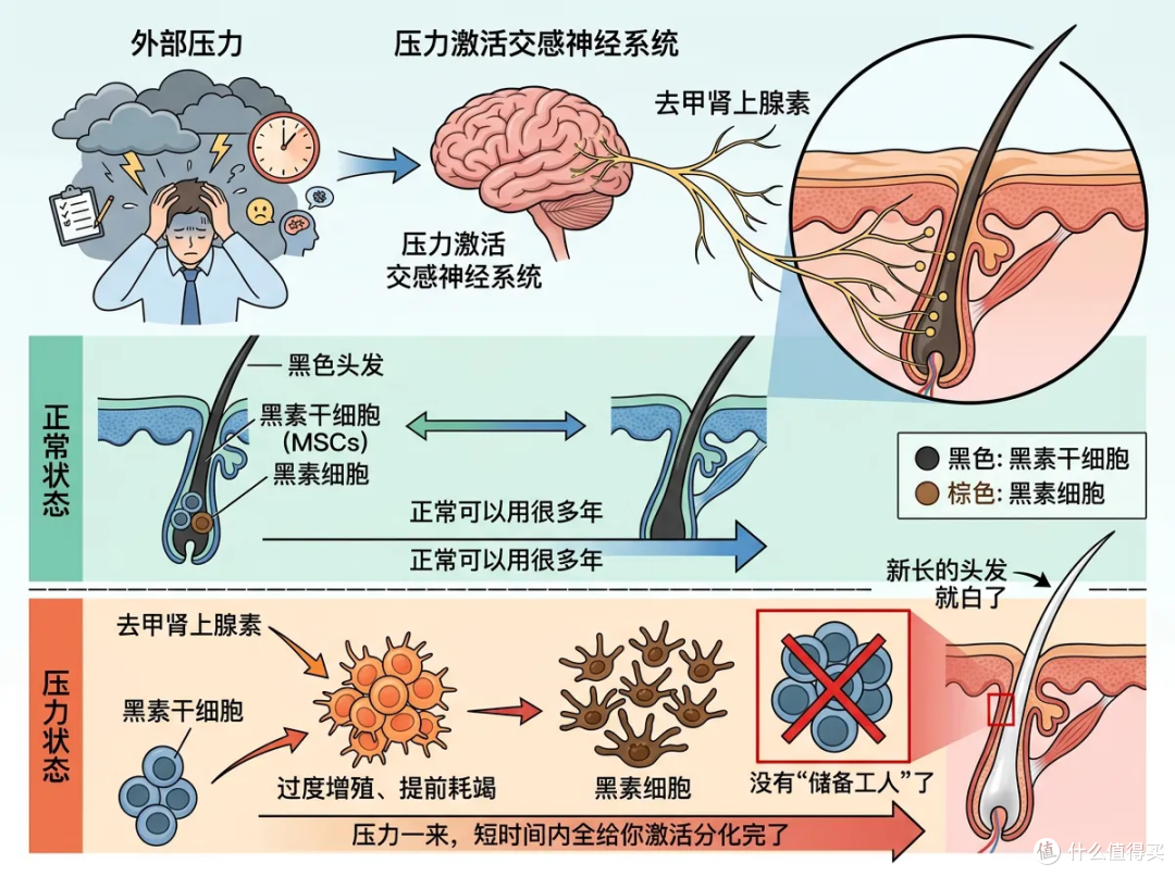 白头发不是变白的是长出来的!它产生是你的身体在保护你?