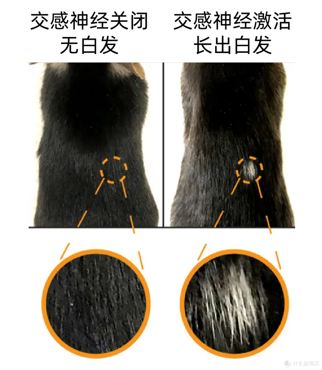 白头发不是变白的是长出来的!它产生是你的身体在保护你?