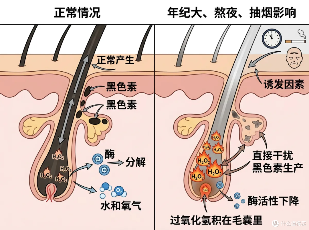 白头发不是变白的是长出来的!它产生是你的身体在保护你?