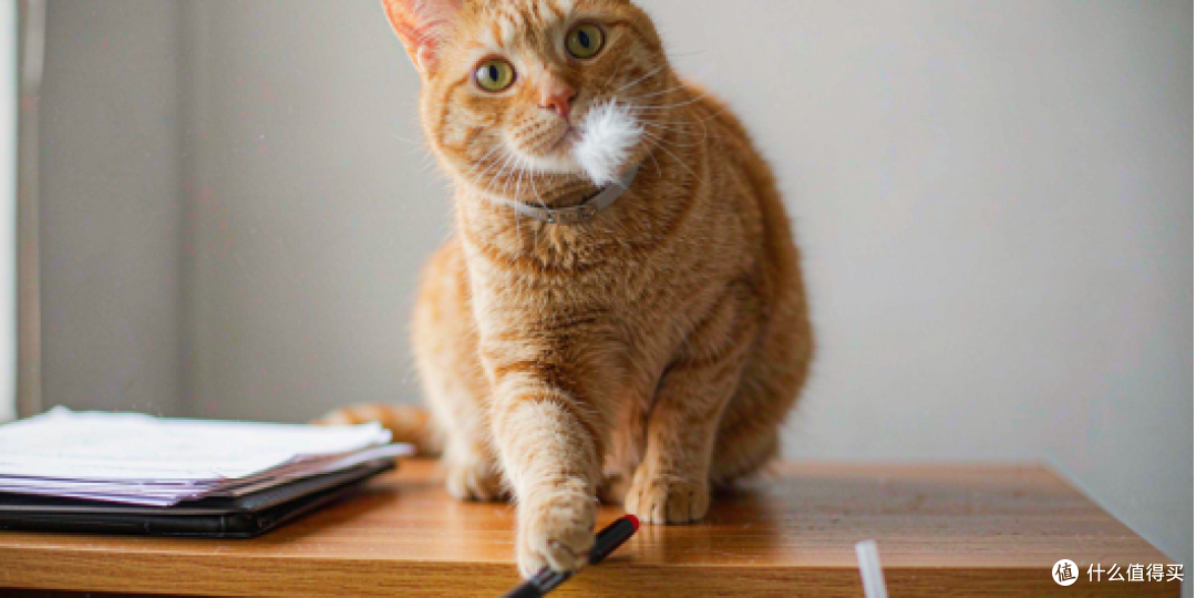 猫为什么总把桌子上的东西推下去