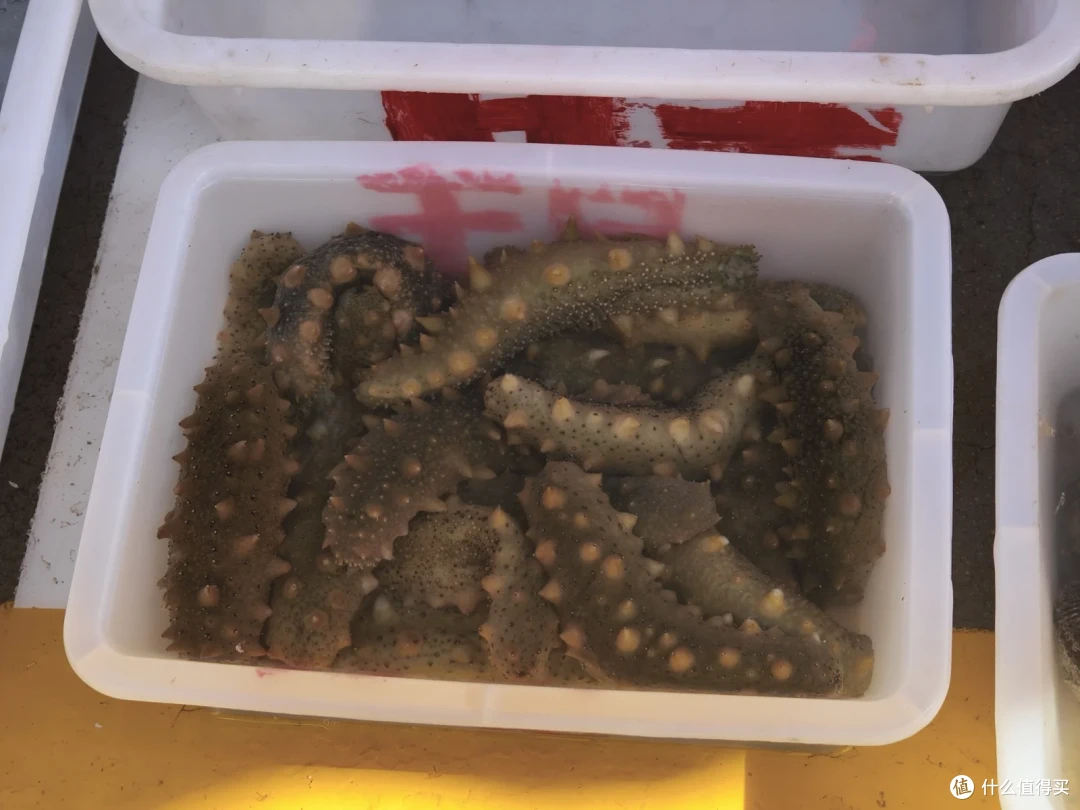 海源公园鱼市的白色塑料箱里堆满带刺的大海参，箱壁刷着红漆字