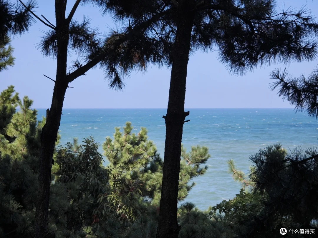松树枝干间望见青绿色的海面，水色由近及远渐深