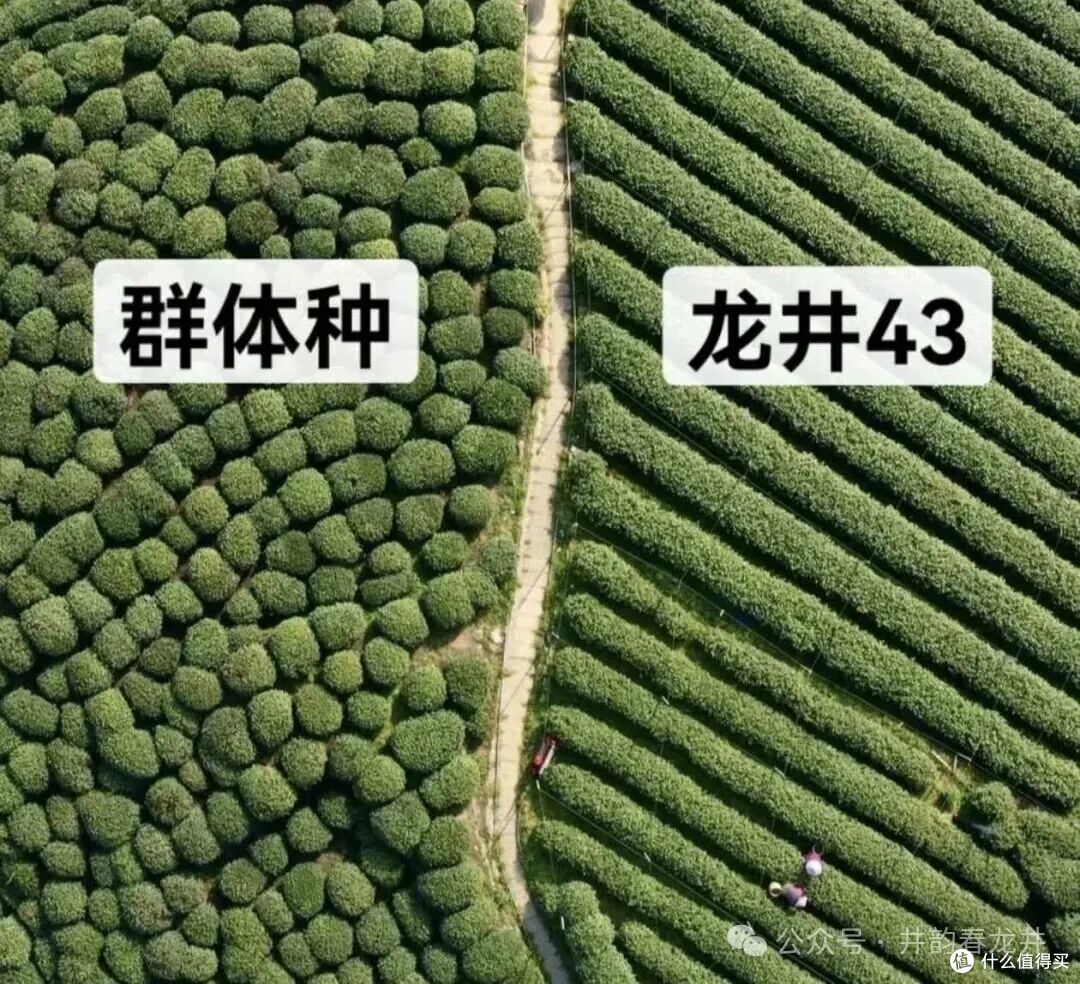 群体种与龙井43 茶园对比