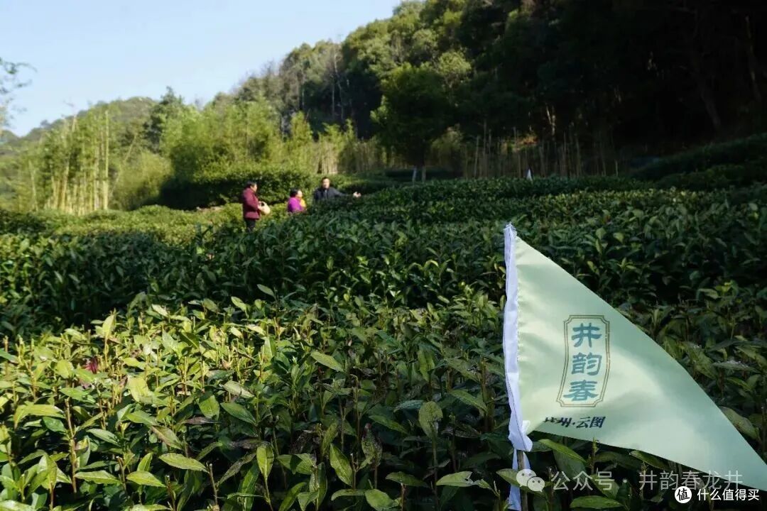 井韵春西湖核心产区