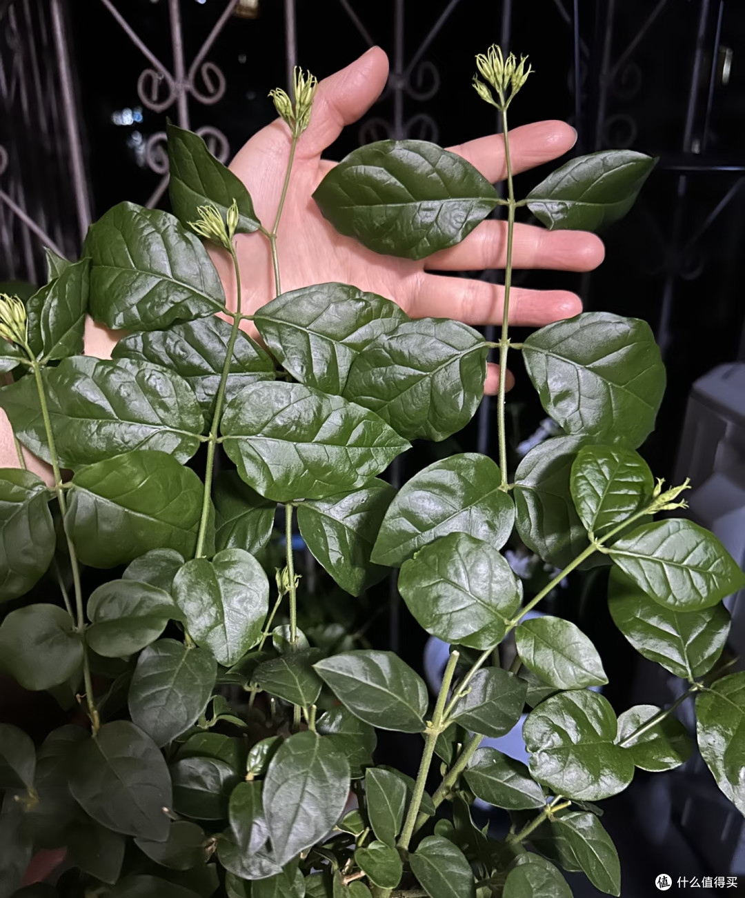 茉莉花秋天入室,看准这个温度点,适应快、不掉花,安稳过冬