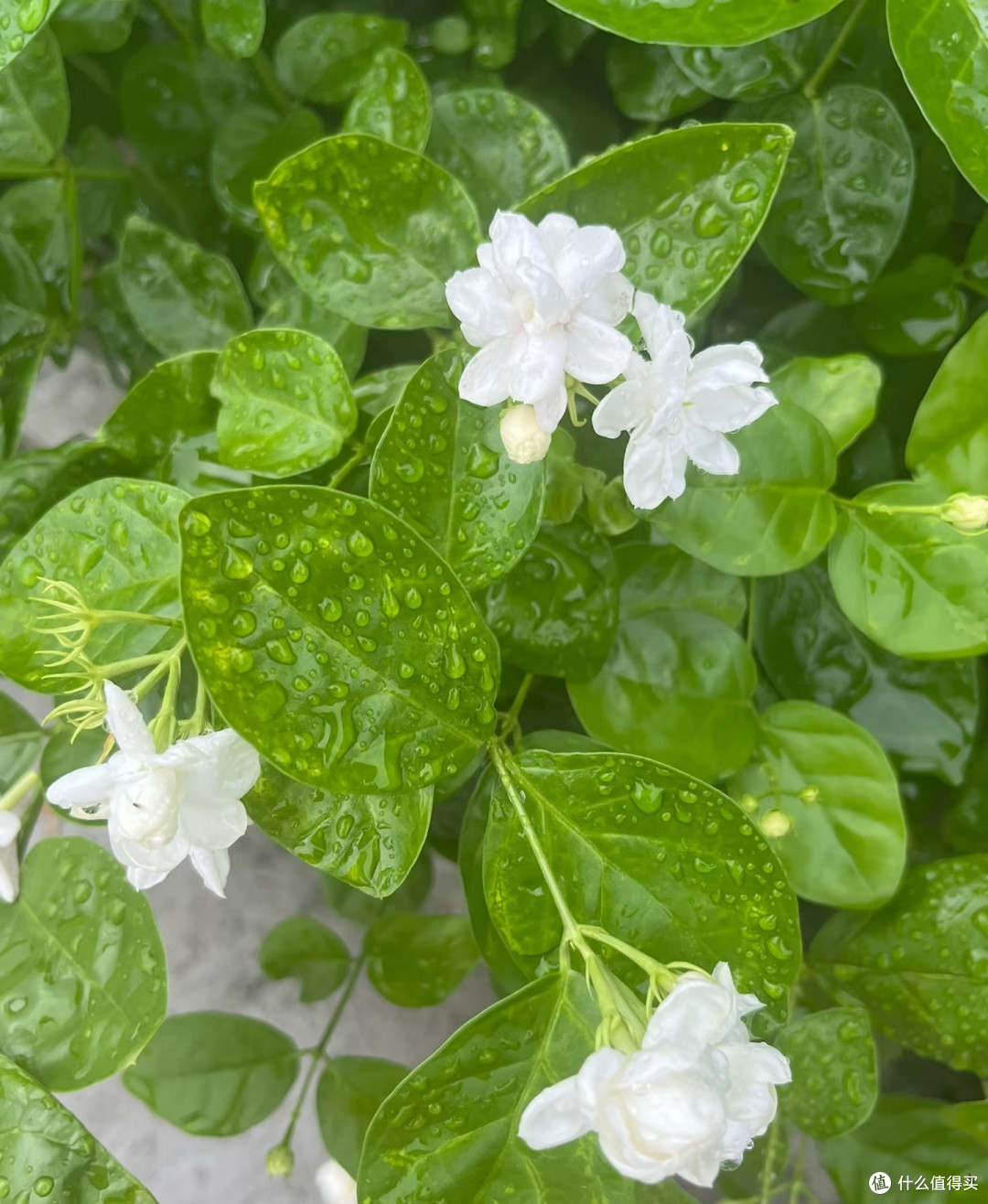 茉莉花秋天入室,看准这个温度点,适应快、不掉花,安稳过冬