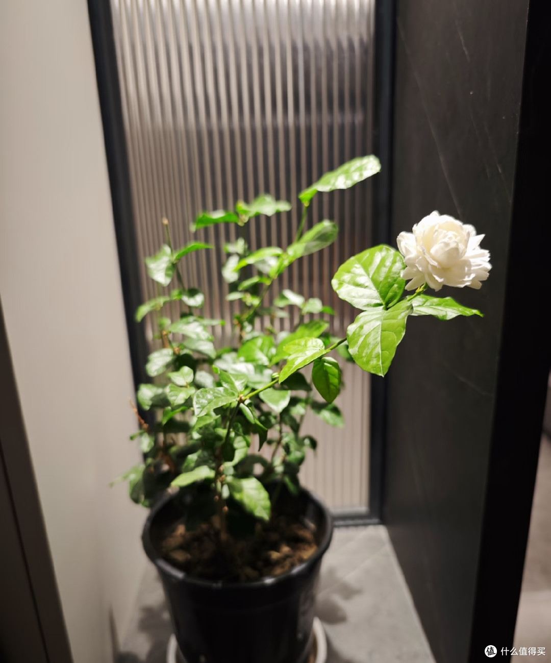 茉莉花秋天入室,看准这个温度点,适应快、不掉花,安稳过冬