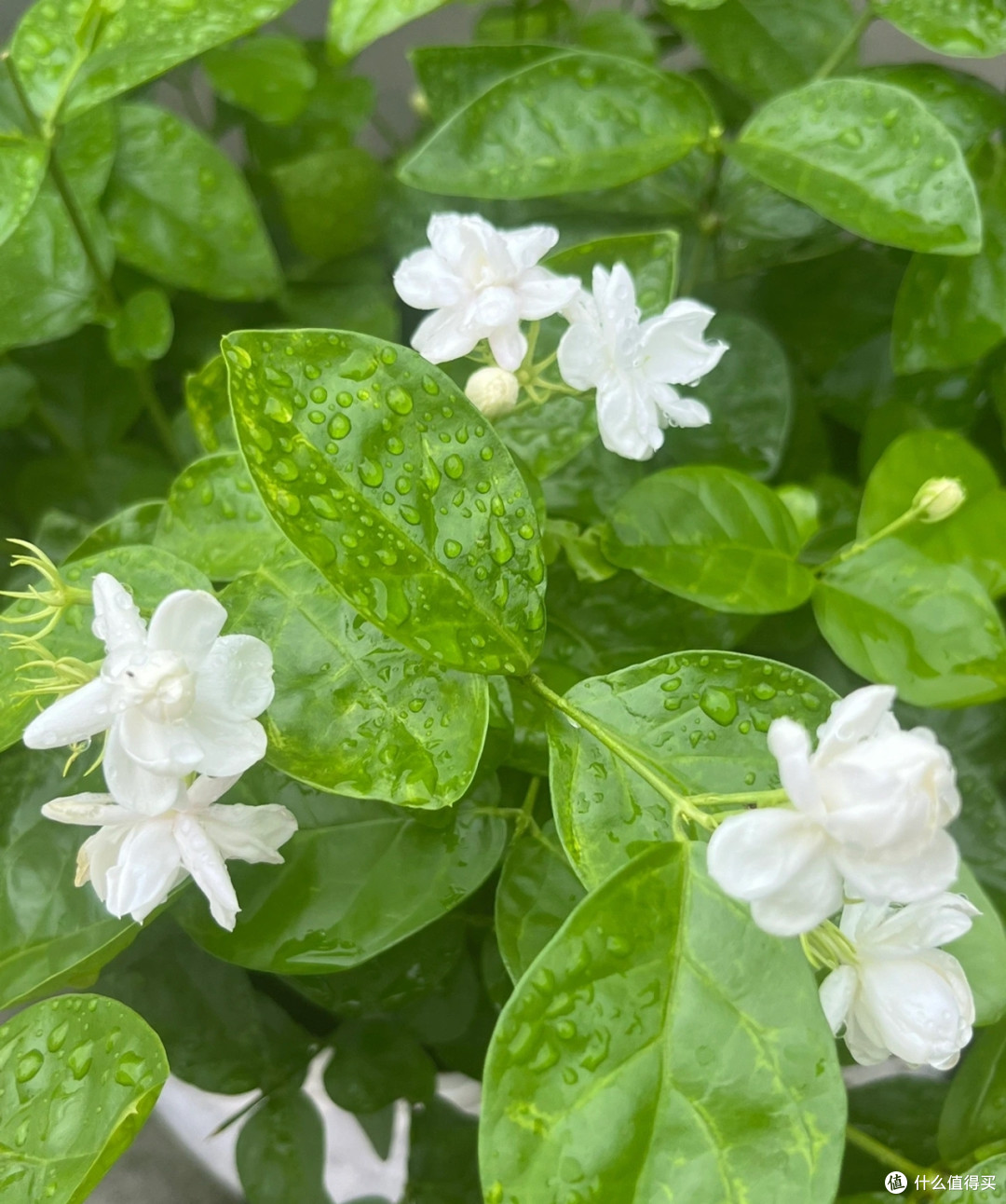 茉莉花秋天入室,看准这个温度点,适应快、不掉花,安稳过冬