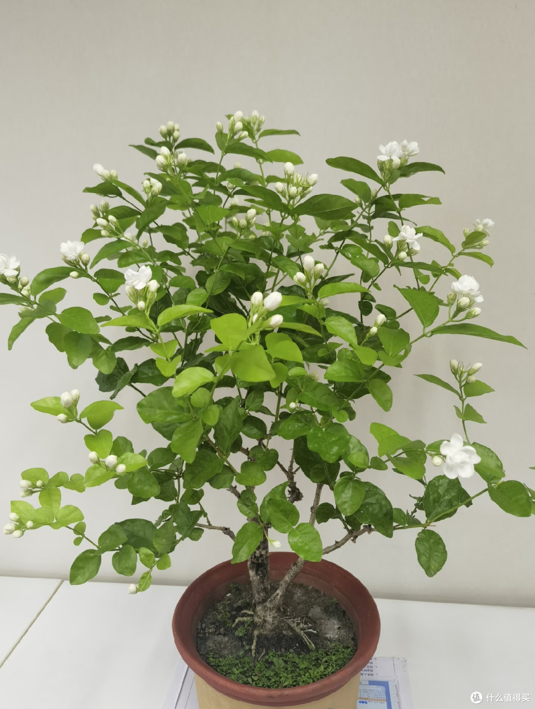茉莉花秋天入室,看准这个温度点,适应快、不掉花,安稳过冬