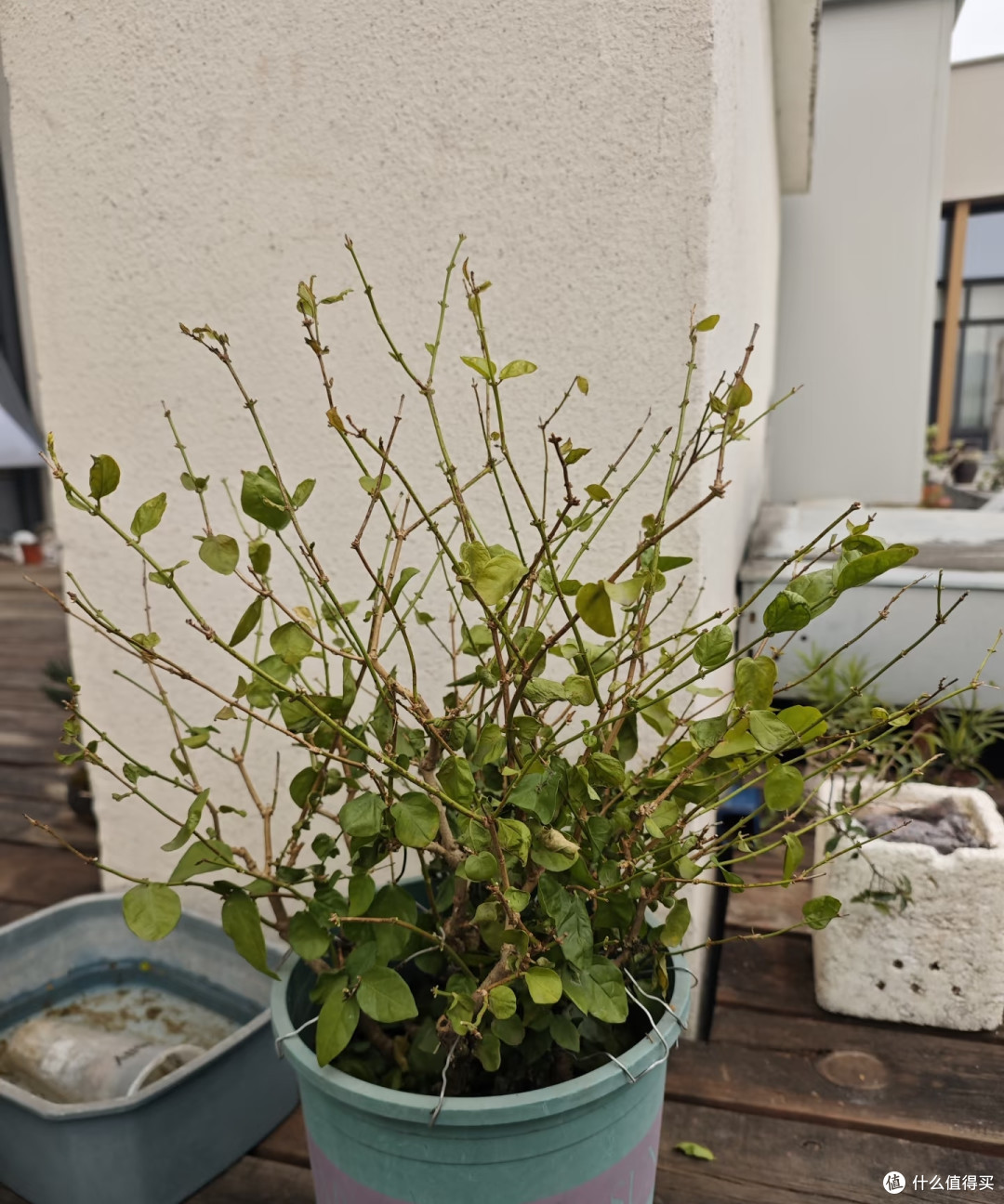 茉莉花秋天入室,看准这个温度点,适应快、不掉花,安稳过冬