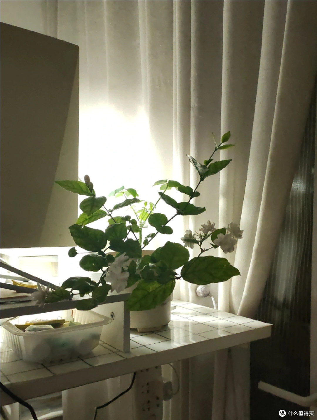 茉莉花秋天入室,看准这个温度点,适应快、不掉花,安稳过冬
