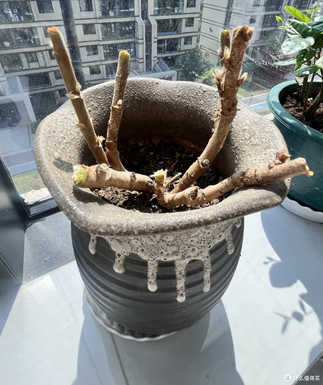 天竺葵最佳换盆换土时间,选对了服盆快不僵苗开花快
