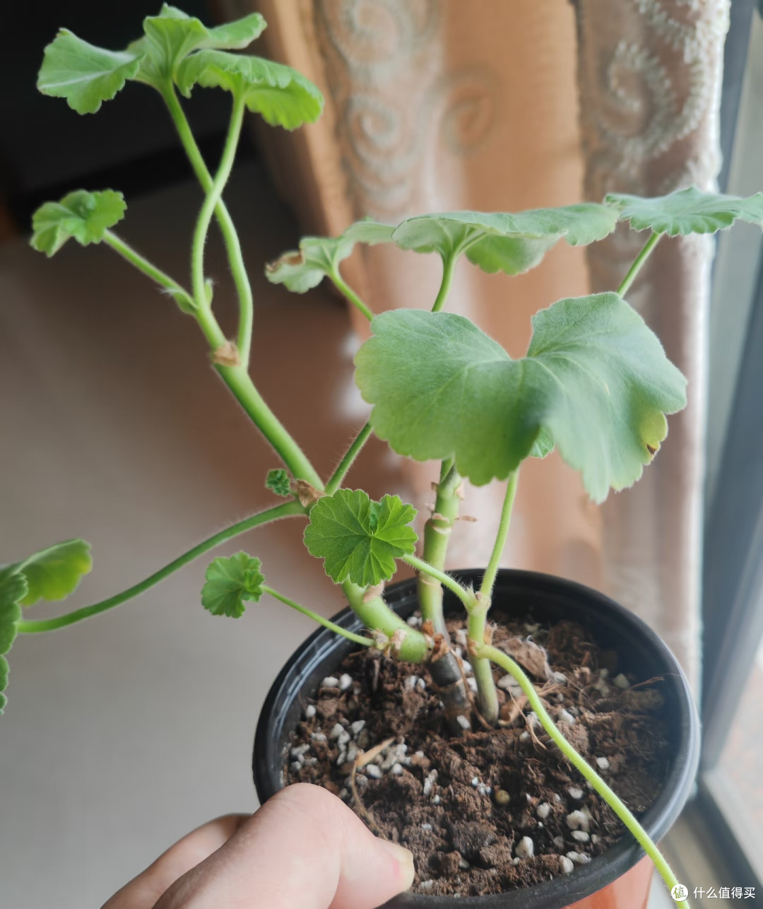 天竺葵最佳换盆换土时间,选对了服盆快不僵苗开花快