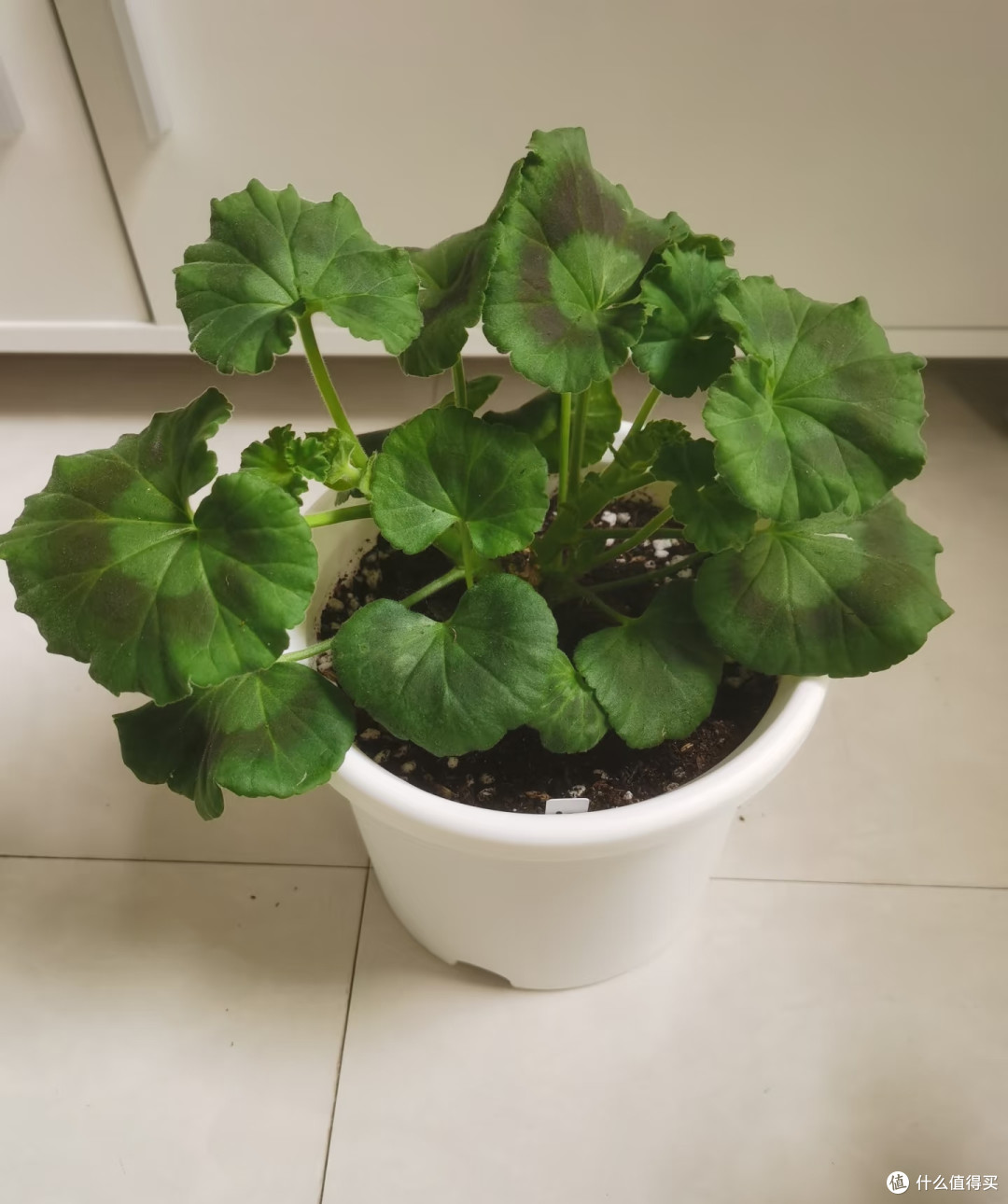 天竺葵最佳换盆换土时间,选对了服盆快不僵苗开花快