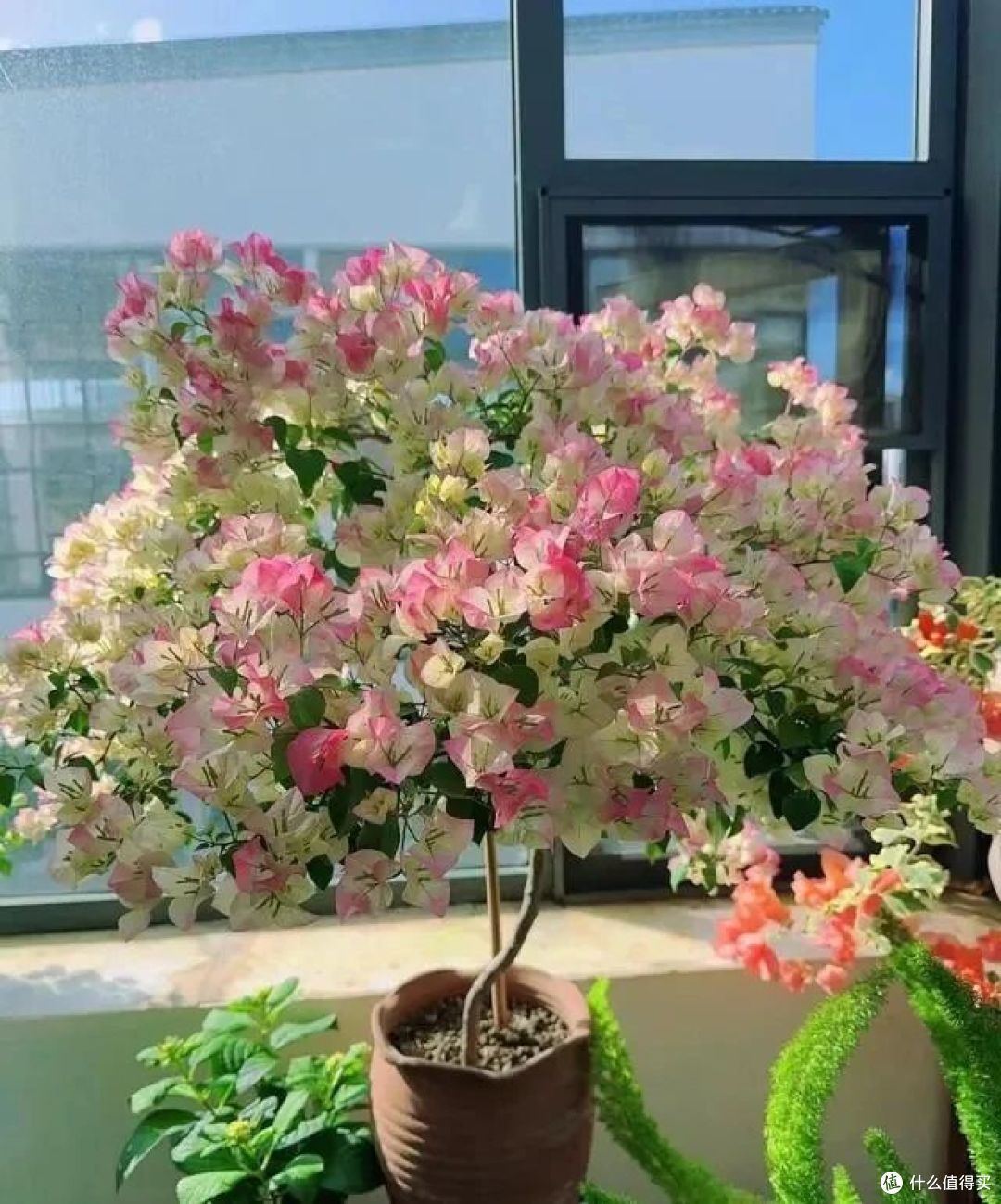 广州小姐姐把三角梅养出“变态美”,太惊艳了,网友:有钱都难买