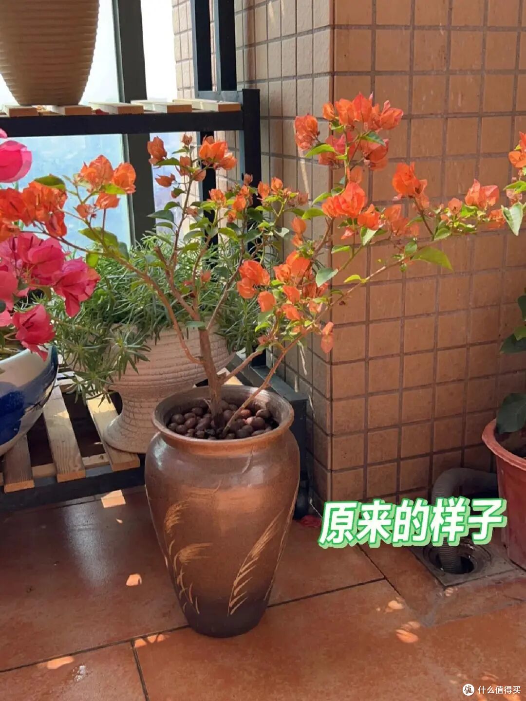 广州小姐姐把三角梅养出“变态美”,太惊艳了,网友:有钱都难买