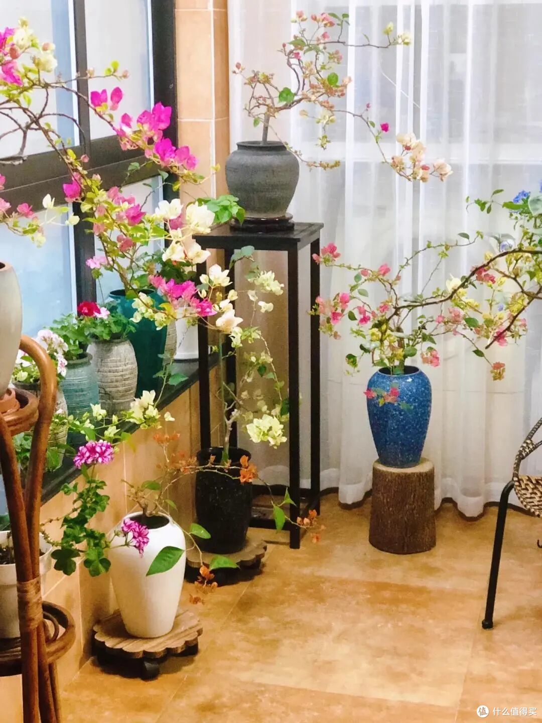 广州小姐姐把三角梅养出“变态美”,太惊艳了,网友:有钱都难买