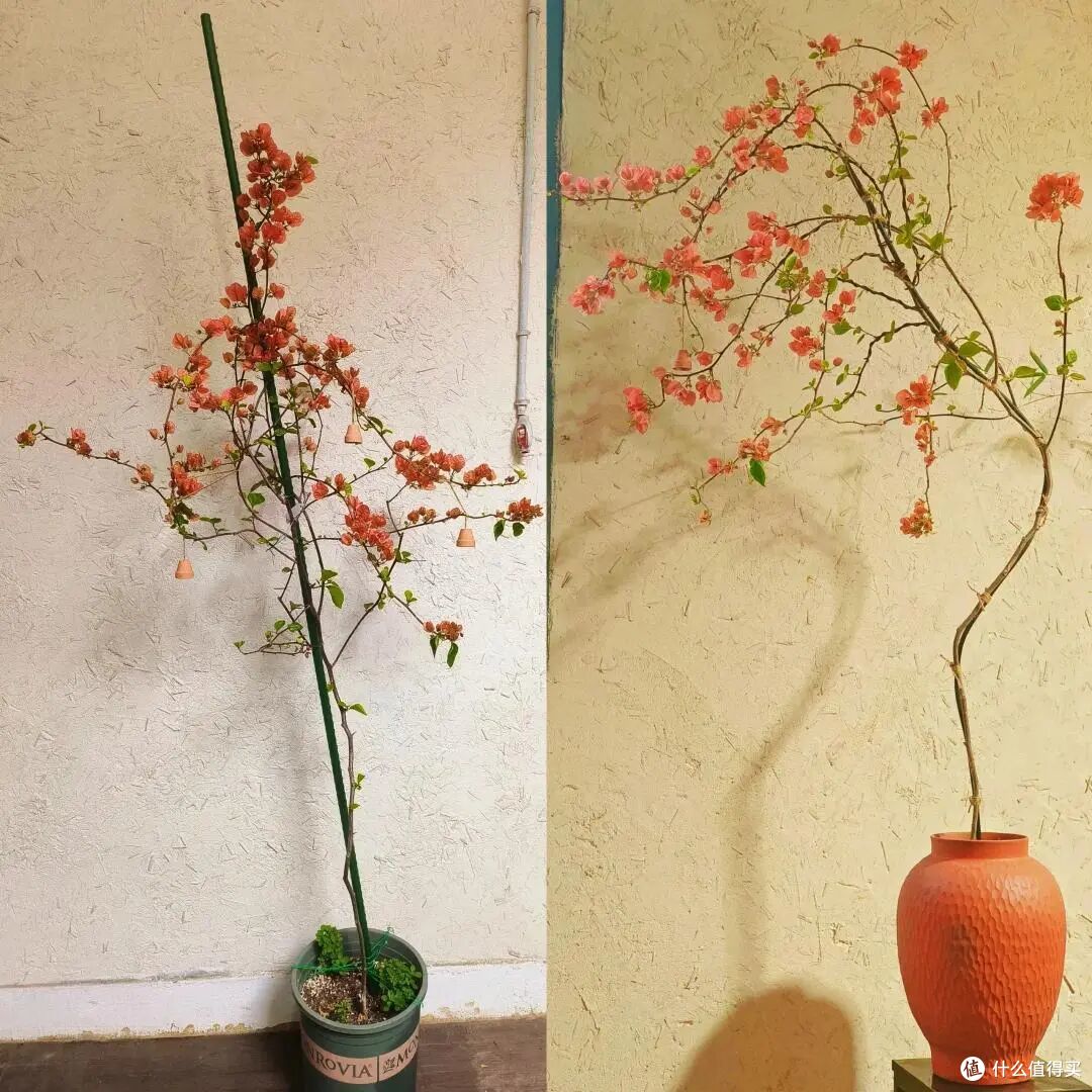 广州小姐姐把三角梅养出“变态美”,太惊艳了,网友:有钱都难买