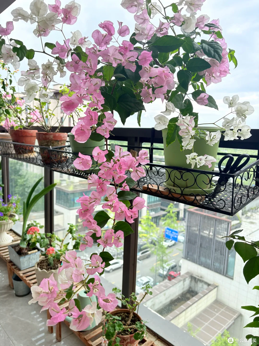 广州小姐姐把三角梅养出“变态美”,太惊艳了,网友:有钱都难买
