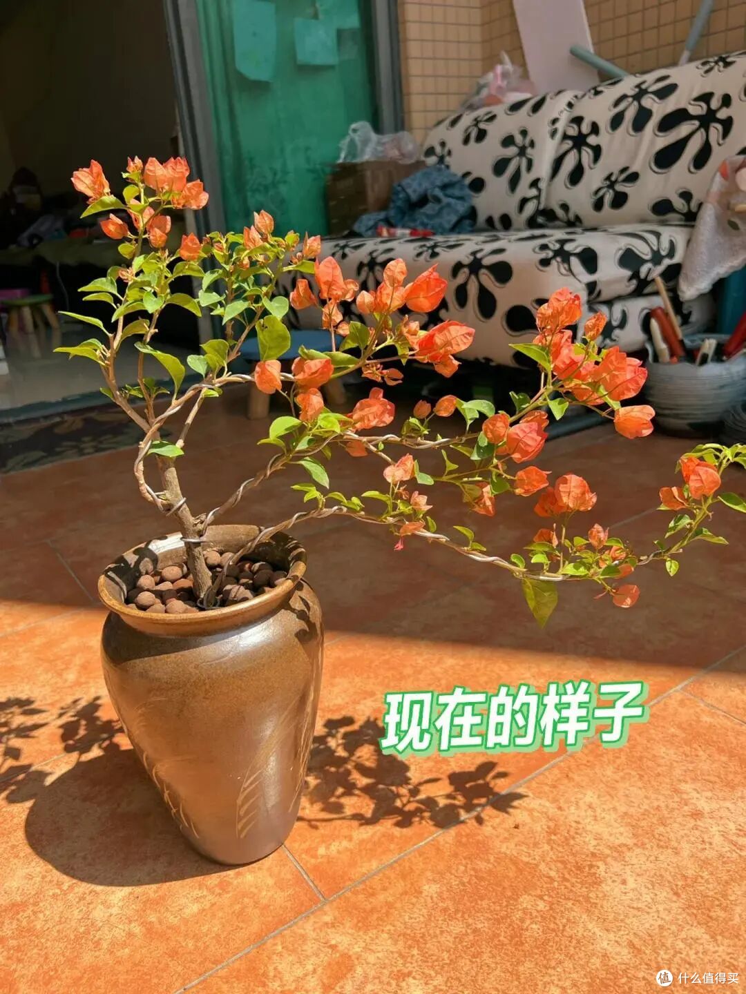 广州小姐姐把三角梅养出“变态美”,太惊艳了,网友:有钱都难买