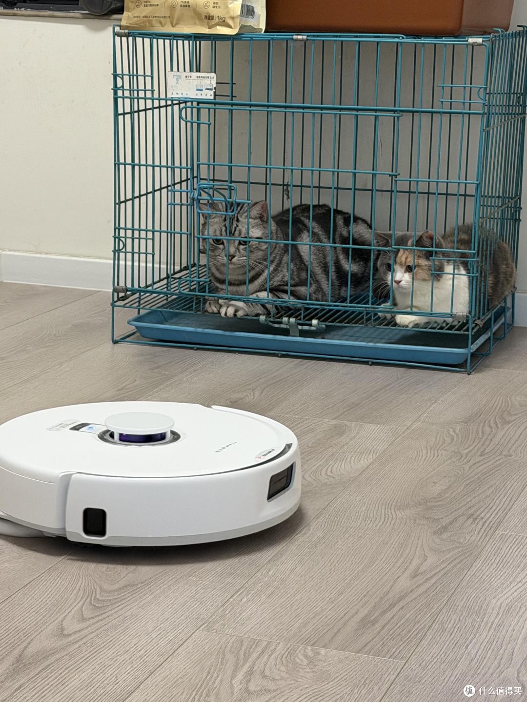 这两只猫在里面看它干活