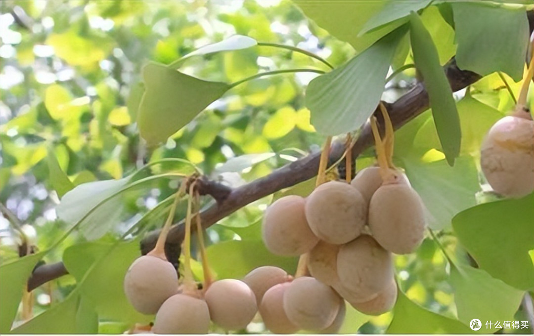 秋天第一口“致命”美味?3种时令菜吃错=服毒,很多人还在天天吃