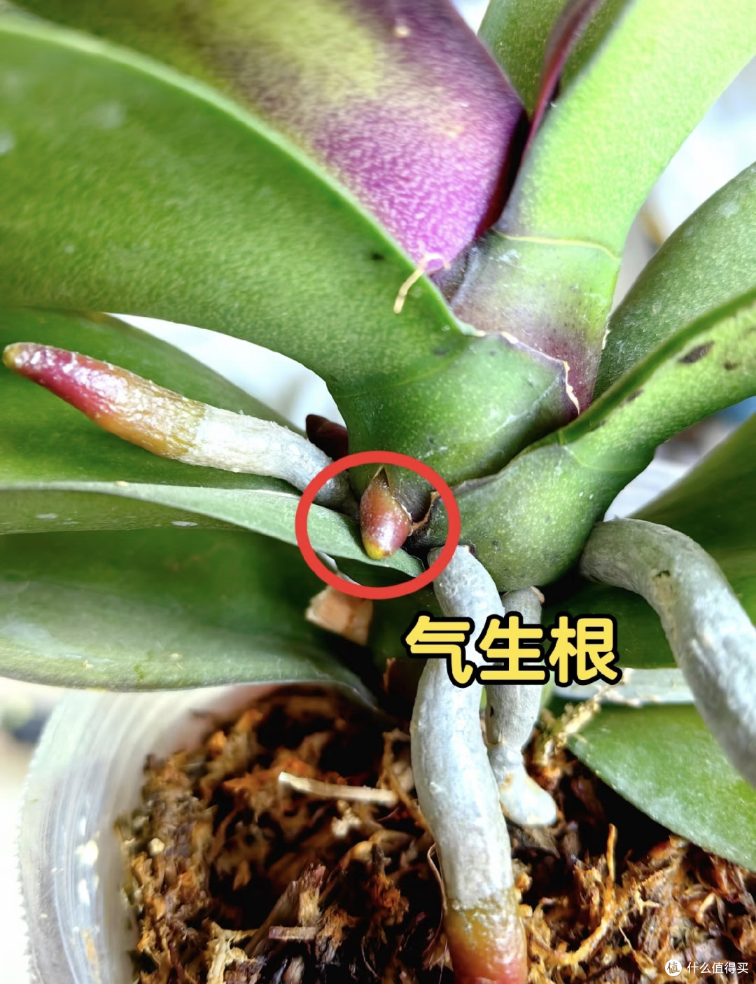 蝴蝶兰长气生根是好事还是坏事?怎么让它转开花?