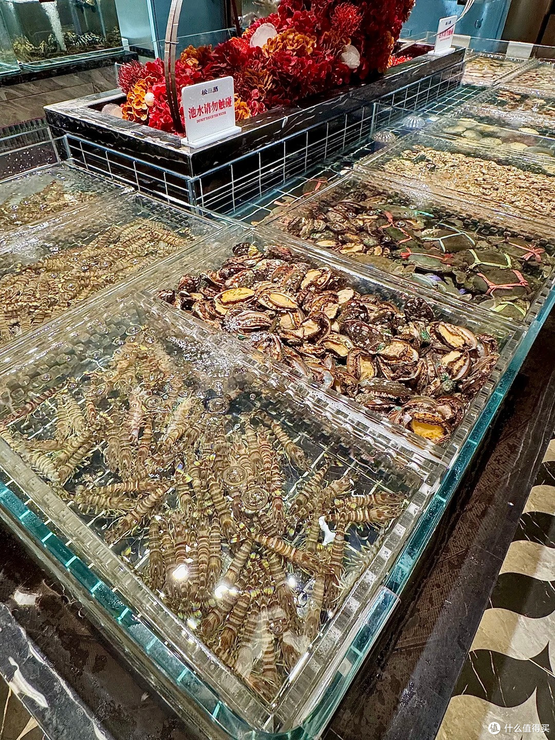 无锡松蒸探店|冲着海鲜来的,最后被一锅粥圈粉