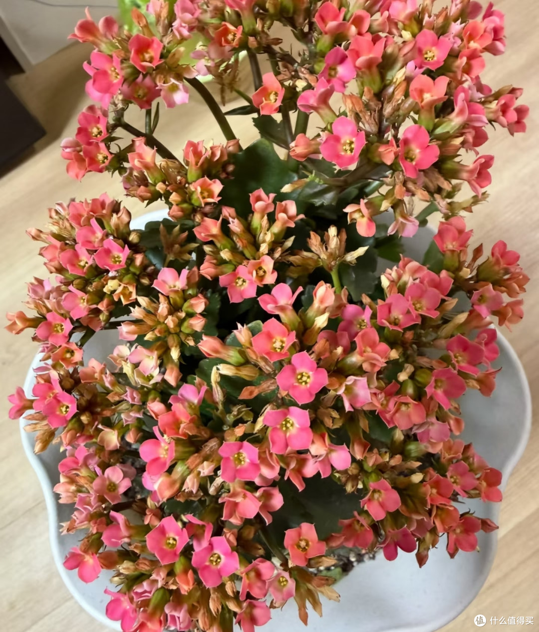 9月是长寿花“催花黄金期”!改掉3个坏习惯,冬天花苞挂满枝