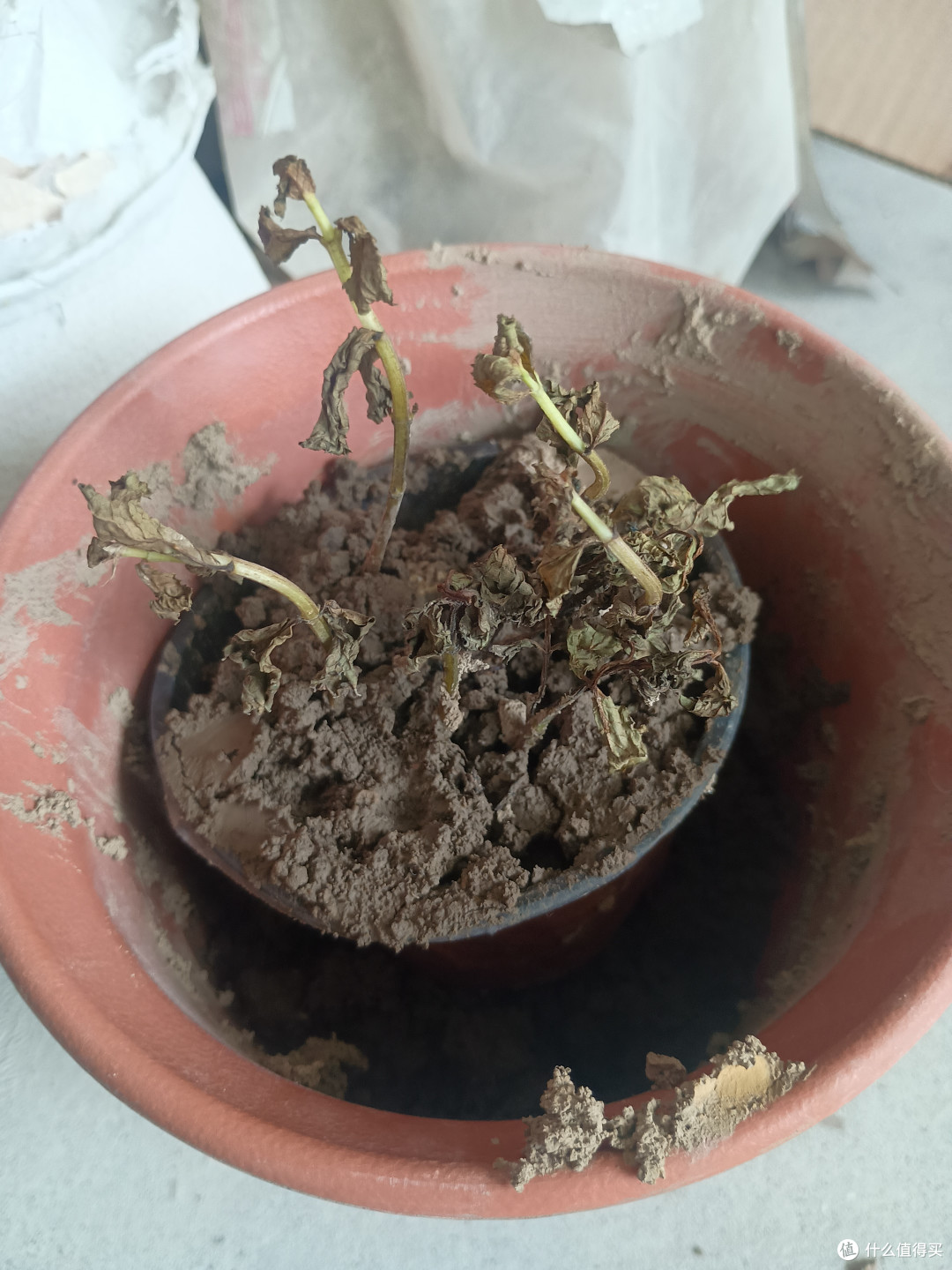 看到根系露出来了，根上那种毛茸茸的我也不知道算刺还算什么都肉眼可见了，所以才覆了点土上去把根系盖住，再喷了点水，就这样了