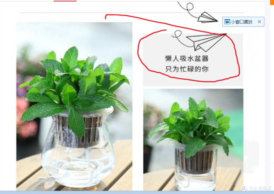 什么是懒人吸水盆器？我买的最便宜的丐版是不送这个的