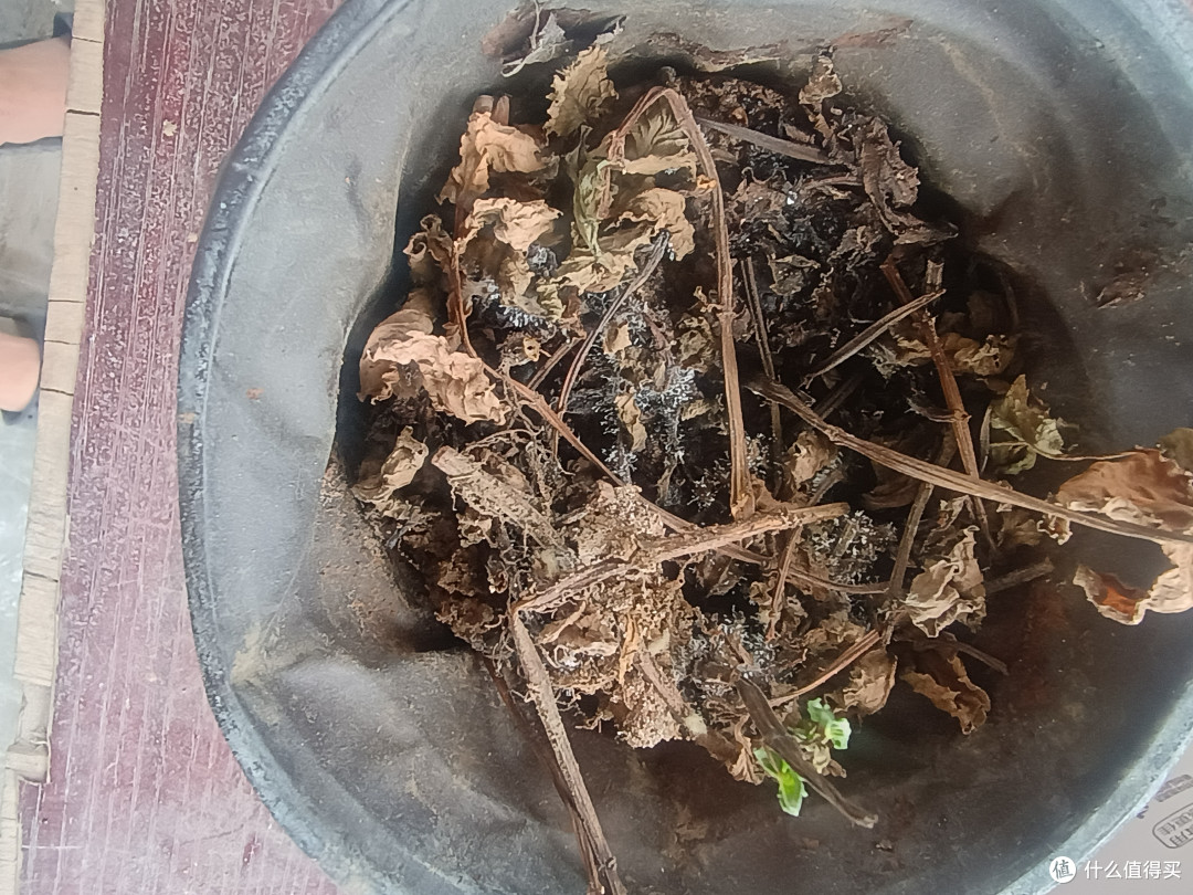 我在露出土的根部发现那种像霉菌一样的白毛状东西