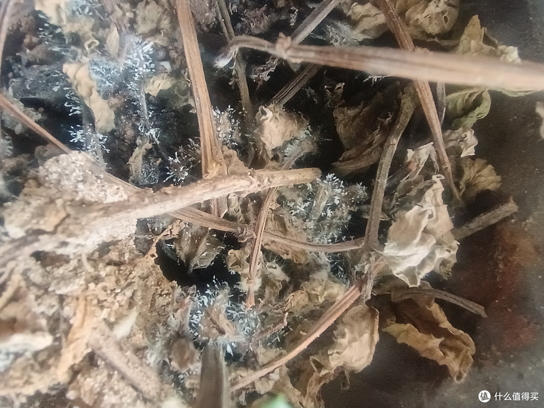 这是微距拍的，不知道和种不活有没有关系，以前买的是比较大的盆，我觉得挺好种的，第二年就分了2盆，而且这玩意不是说不能种地里么，死而不僵，第二年会野蛮生长，这次全没体现出来（包括之前家里几盆死掉之后）