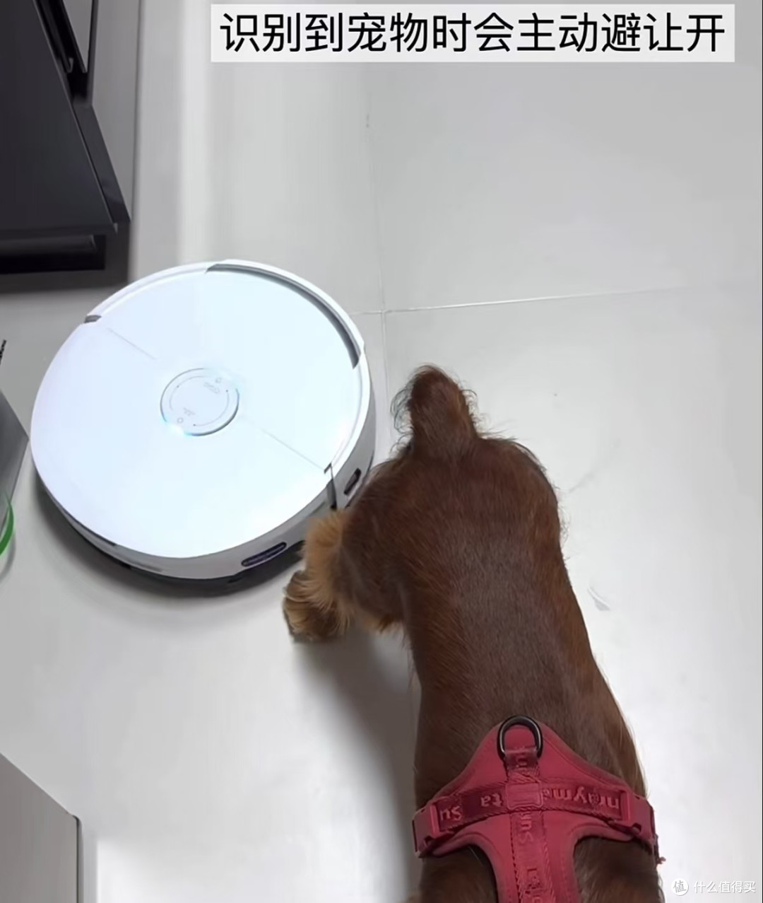 云鲸JX Ultra新款真实体验,租房养猫党必看