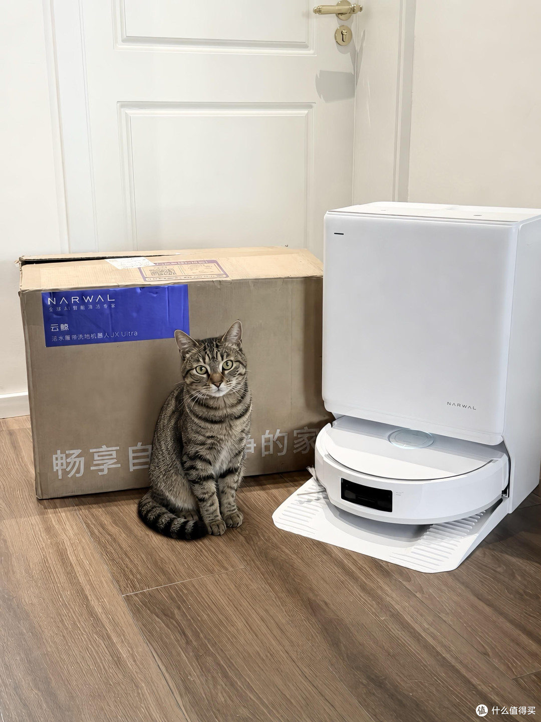 养猫之后，才懂地面干净有多难得