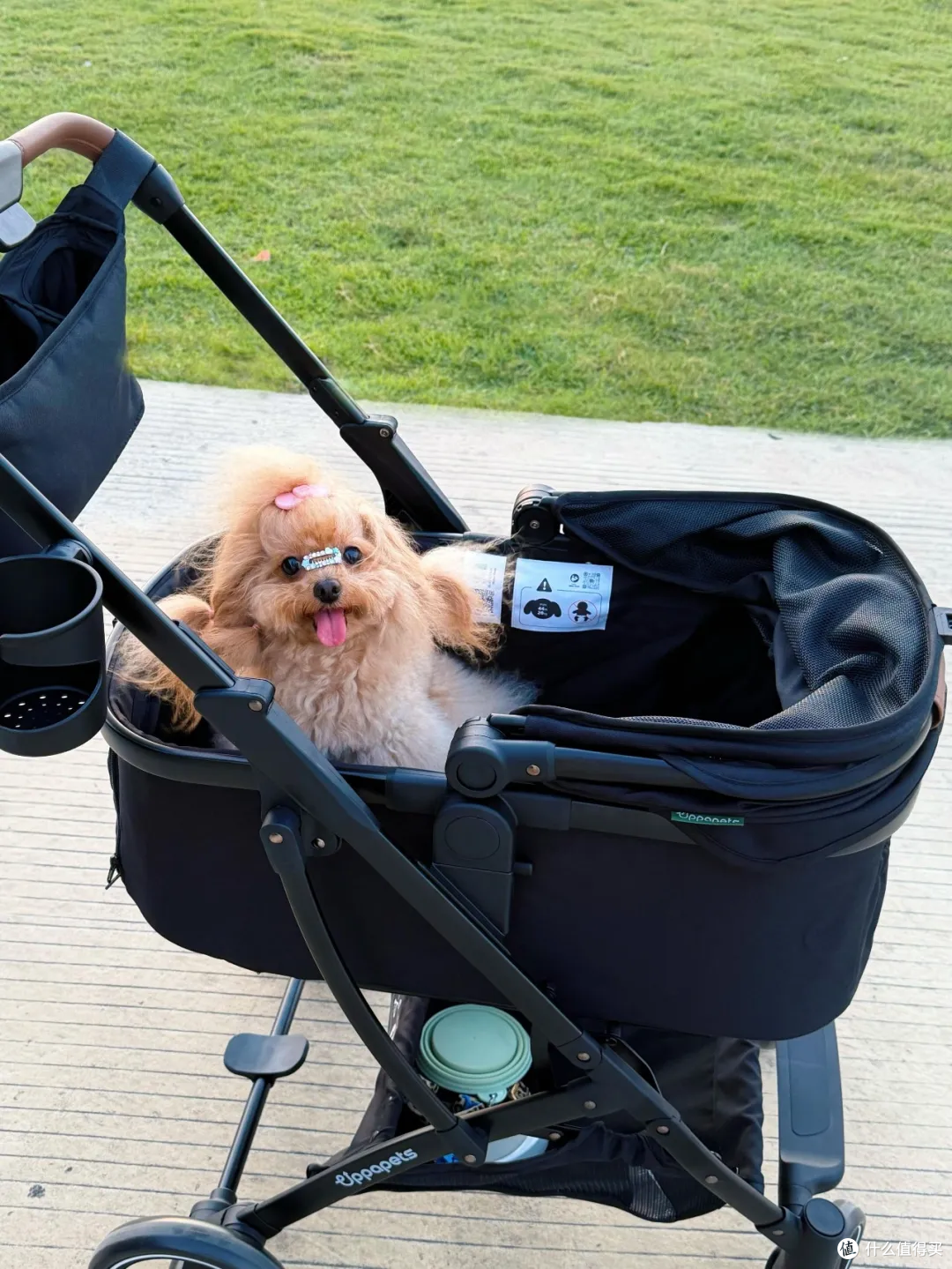 养小型犬需要买宠物推车吗?别急着买,看看这3点再决定