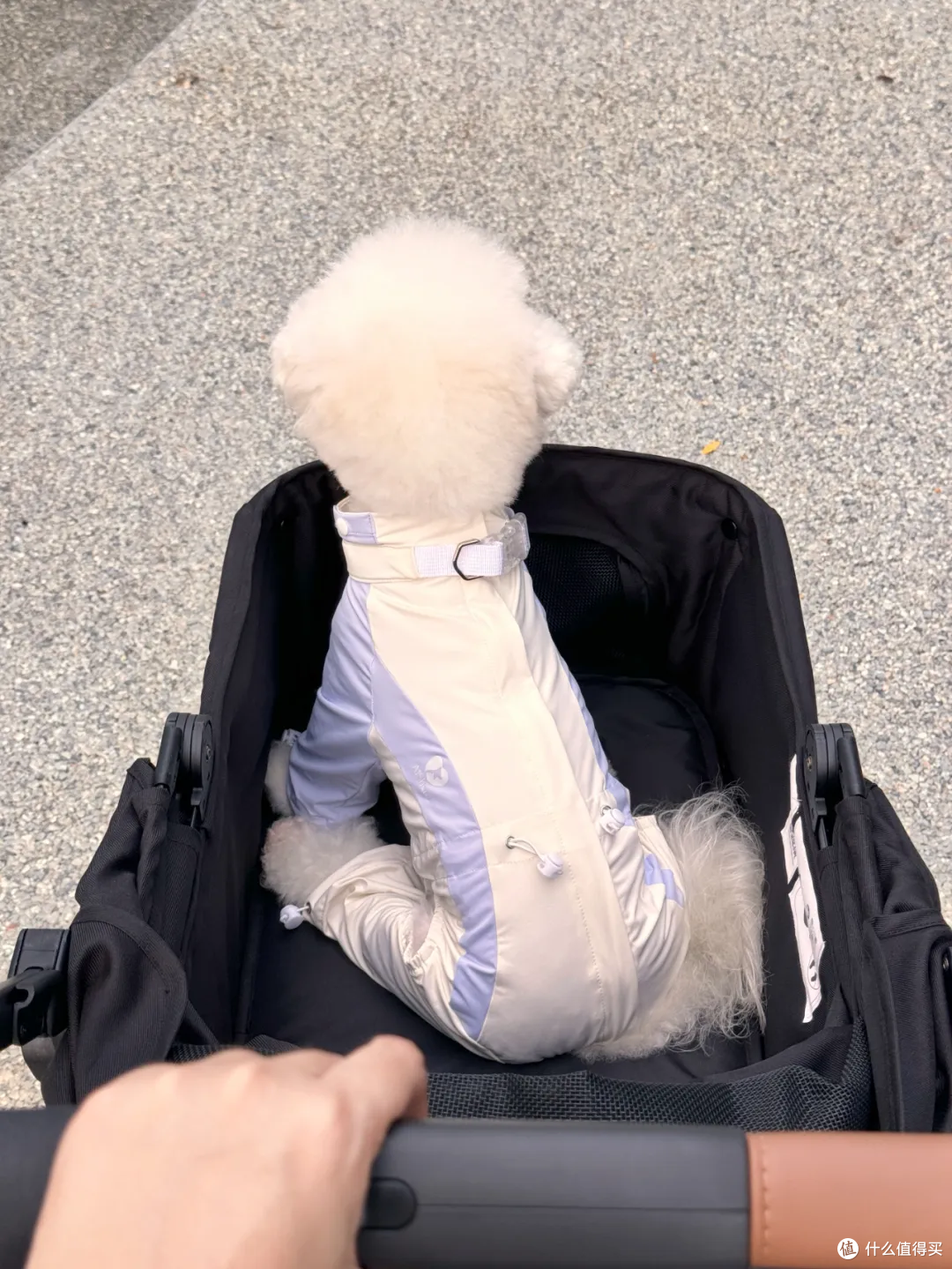 养小型犬需要买宠物推车吗?别急着买,看看这3点再决定