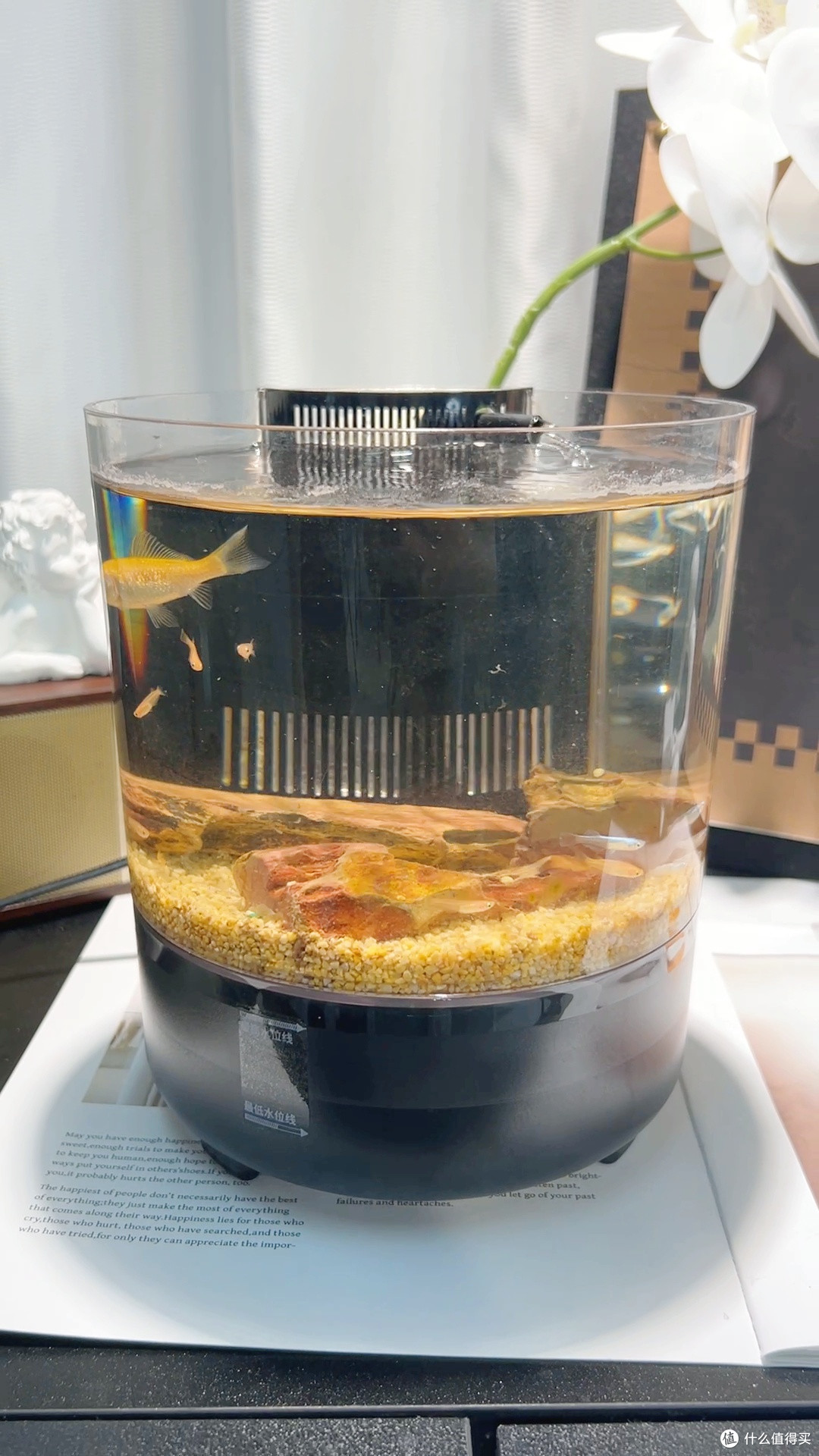 懒人闭眼入!不用打氧的神仙小鱼🐟