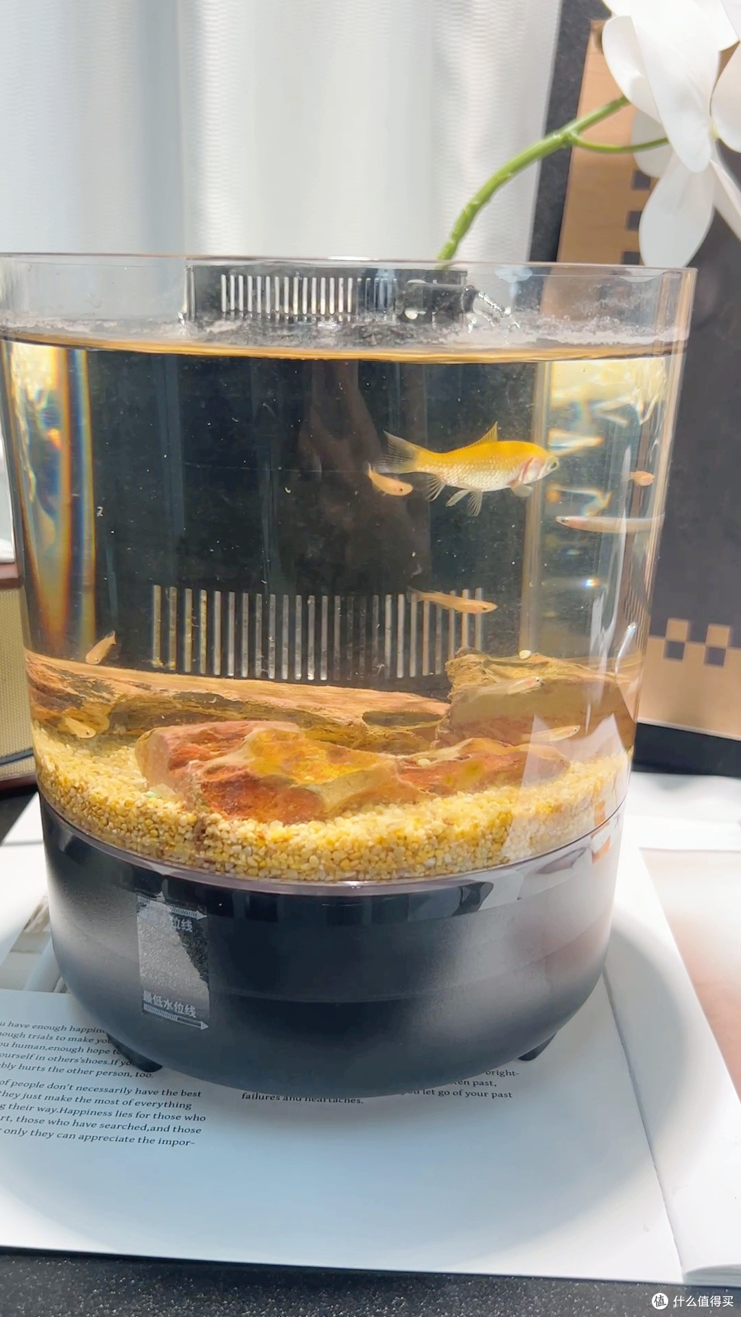 懒人闭眼入!不用打氧的神仙小鱼🐟