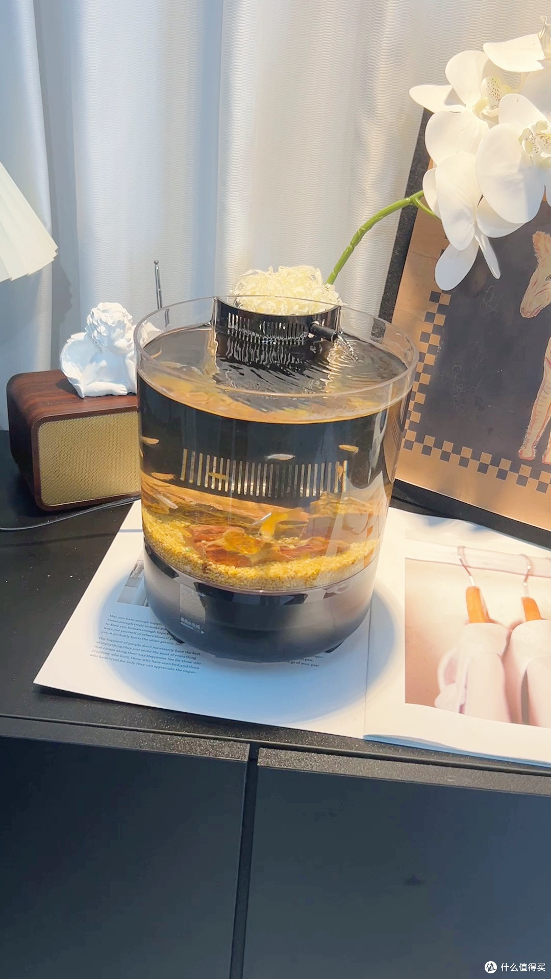 越养越多!自带繁殖属性的宝藏小鱼🥚