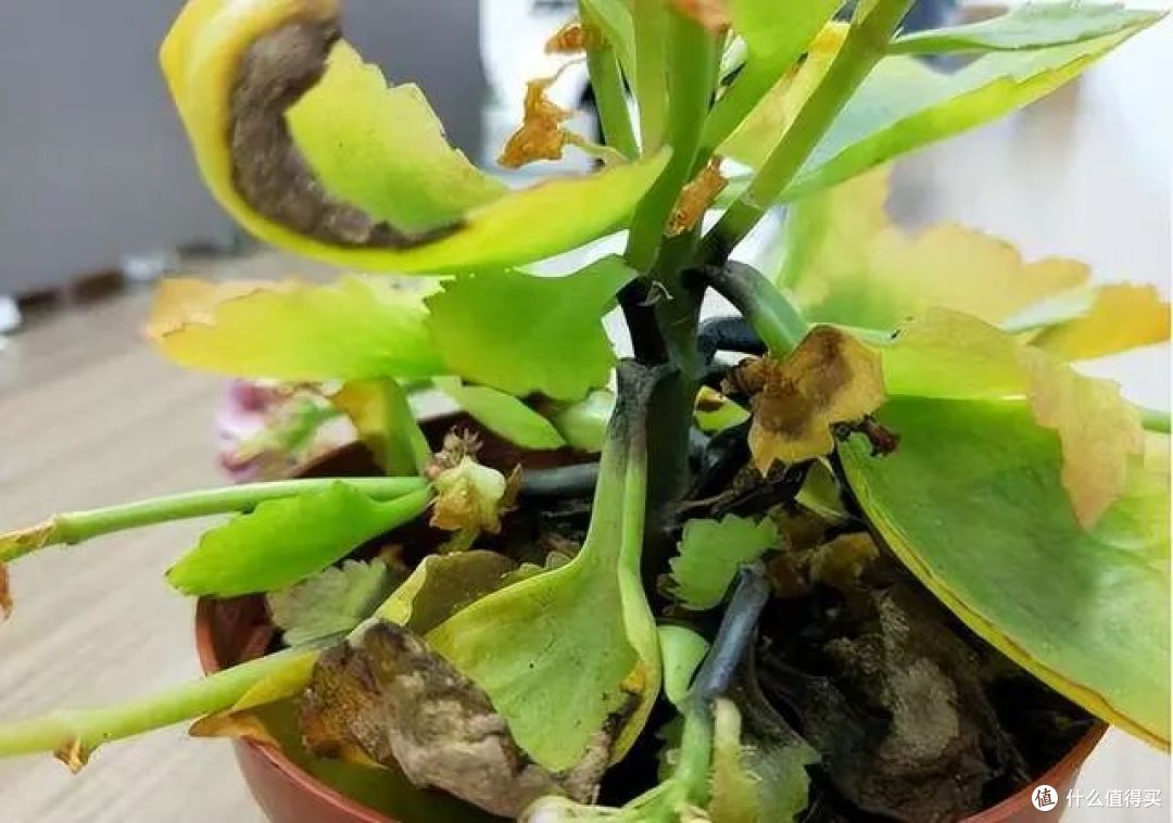 中秋前后长寿花迎来“养根黄金期”,做好3件事,冬春开花不用愁