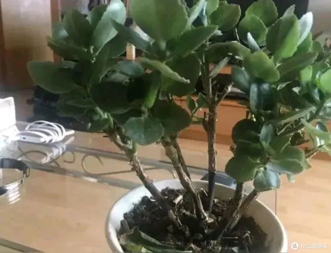 中秋前后长寿花迎来“养根黄金期”,做好3件事,冬春开花不用愁