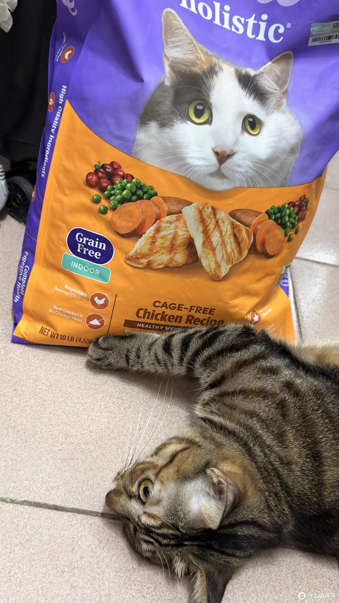 低敏好吸收 自然光环成幼猫健美鲜肉猫粮