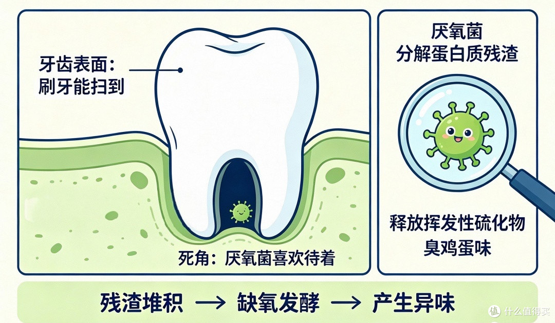 天天刷牙还有口气?真凶藏在刷不到的几个死角里