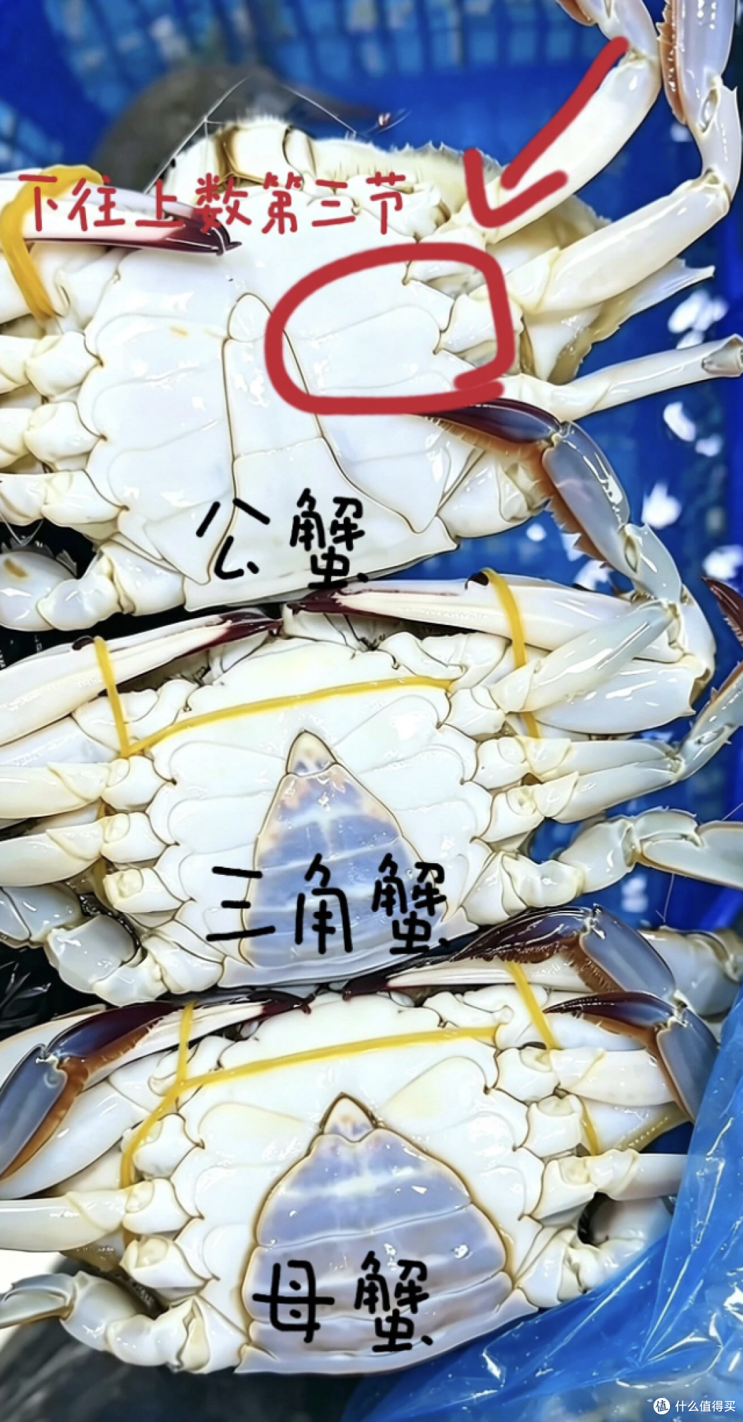 秋天挑梭子蟹,别再买回一肚子水了,就认这几招