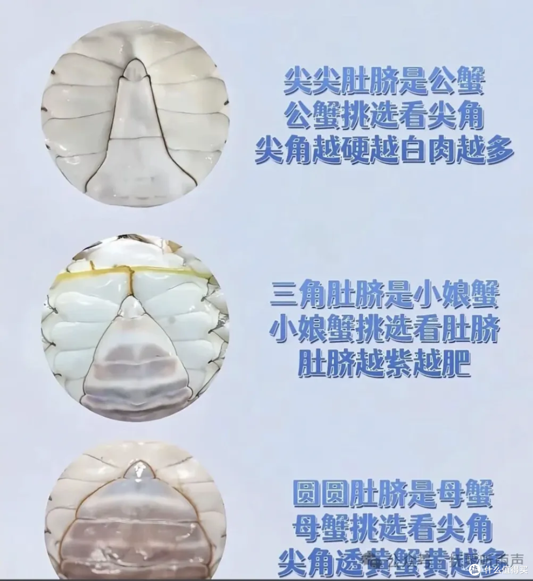 秋天挑梭子蟹,别再买回一肚子水了,就认这几招