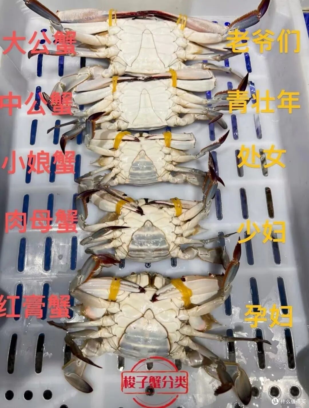 秋天挑梭子蟹,别再买回一肚子水了,就认这几招