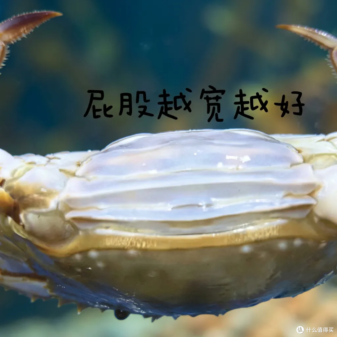 秋天挑梭子蟹,别再买回一肚子水了,就认这几招