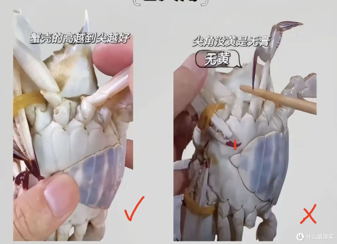 秋天挑梭子蟹,别再买回一肚子水了,就认这几招