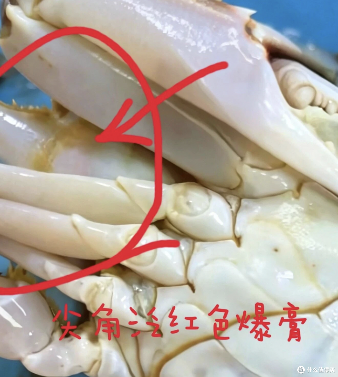 秋天挑梭子蟹,别再买回一肚子水了,就认这几招